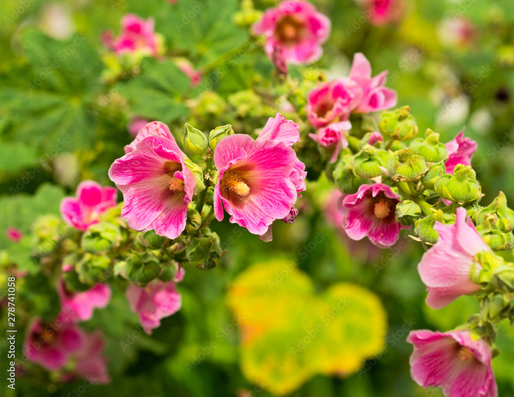 Arch of beautiful deep pink malva, mallow, malvaceae flowers. A yellow leaf in the shape of a heart under the arch. Festive, romantic summer garden scene Arch of beautiful deep pink malva, mallow, malvaceae flowers. A yellow leaf in the shape of a heart under the arch. Festive, romantic summer garden scene