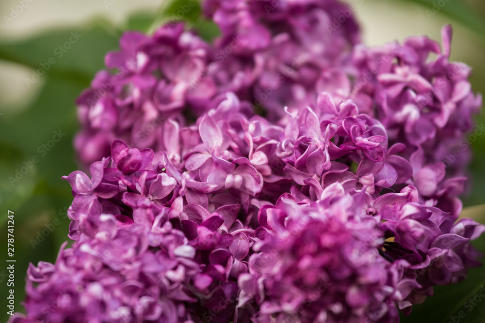 Beautiful garden flowers blossoming in the spring. Local flowers in park. Beautiful garden flowers blossoming in the spring. Local flowers in park.