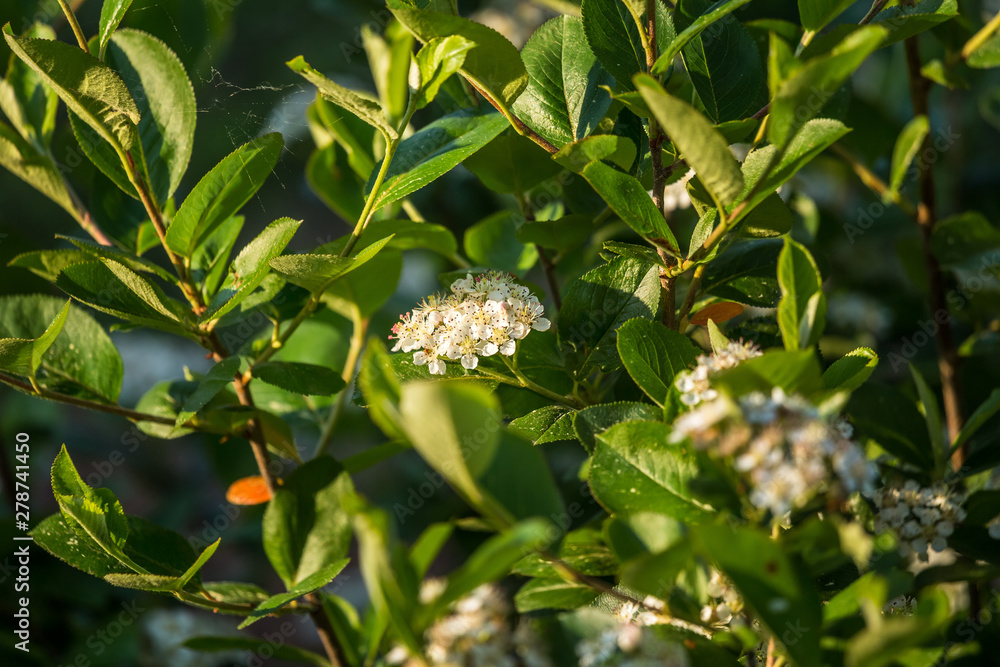 Fototapeta premium Beautiful garden flowers blossoming in the spring. Local flowers in park.