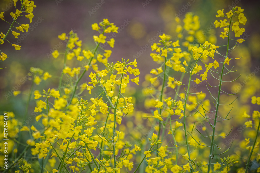 Beautiful garden flowers blossoming in the spring. Local flowers in park. Beautiful garden flowers blossoming in the spring. Local flowers in park.