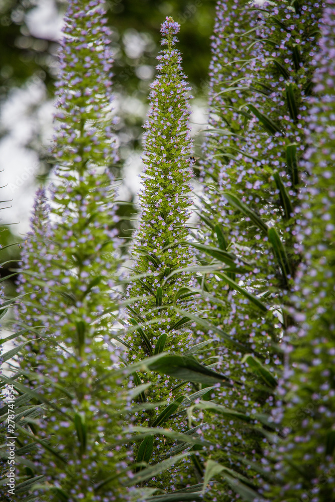 Beautiful garden flowers blossoming in the spring. Local flowers in park. Beautiful garden flowers blossoming in the spring. Local flowers in park.