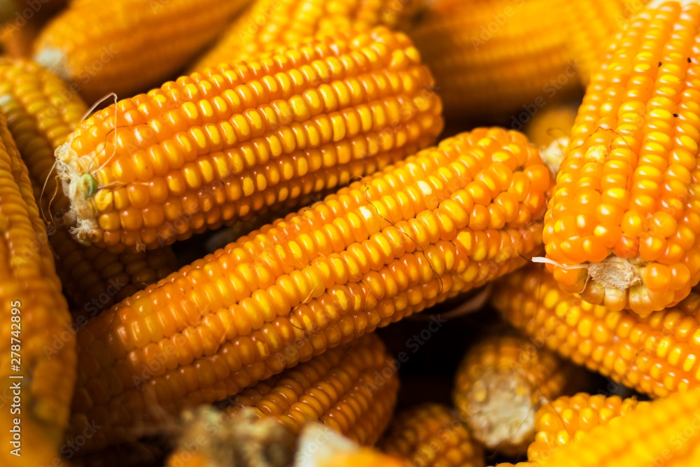 Fresh Process harvest Dried corn with bamboo basket. Fresh Process harvest Dried corn with bamboo basket.