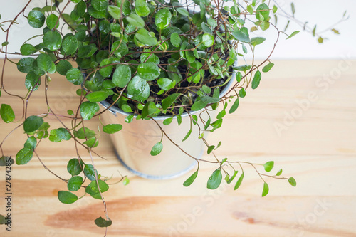 Muehlewbeckia complera wire vine plant in pot with wooden background  photo