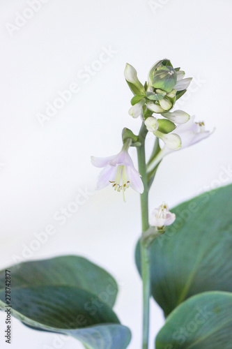 Funkia sina (Hosta sieboldiana) plant with flower on white background	 photo