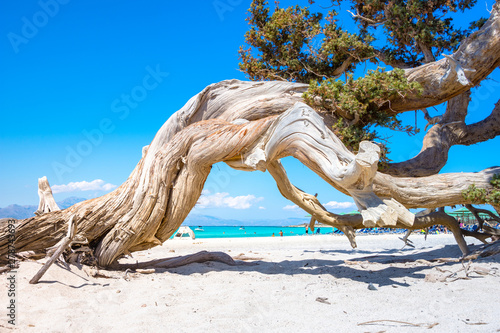 Exotic Chryssi island at the south of Crete  with the amazing Golden Beach  Greece