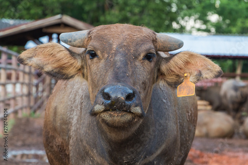 Wallpaper Mural Buffalo Torontodigital.ca