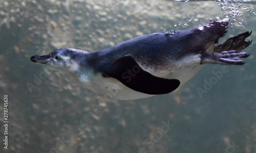 Humboldt penguin close-up is swimming in water underwater photo, in blue tones.