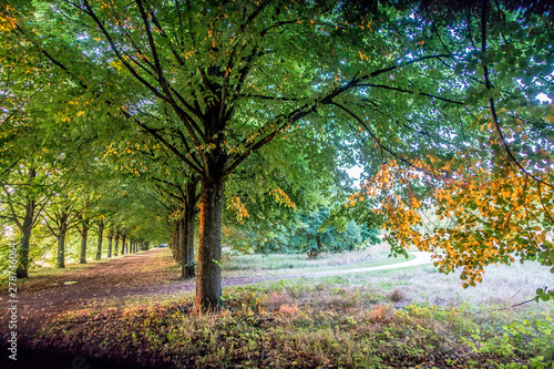 Allee durch Park und Wald Landschaft