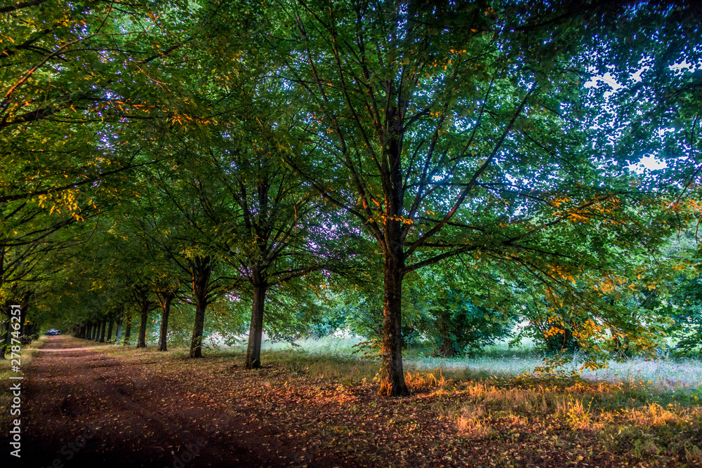 Naklejka premium Allee durch Park und Wald Landschaft