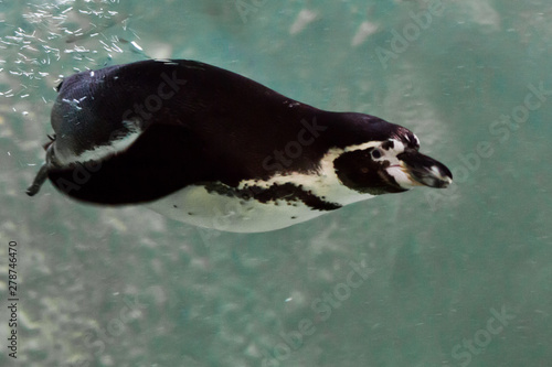 Humboldt penguin close-up is swimming in water underwater photo  in blue tones.