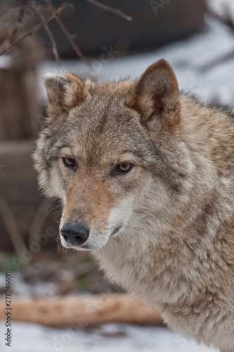 portrait of the face. Beautiful and strong gray wolf female.