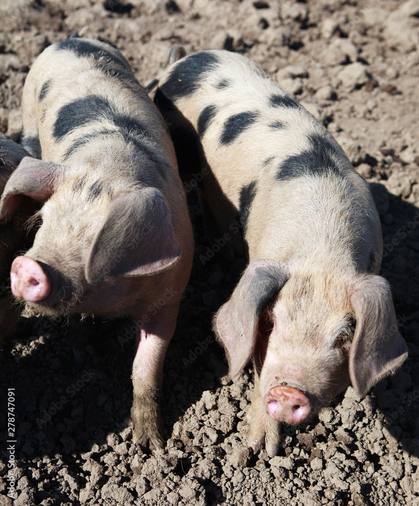 Gloucestershire Old Spot Piglets Gloucestershire Old Spot Piglets