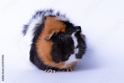 female guinea pig sitting, front view, isolated on white background