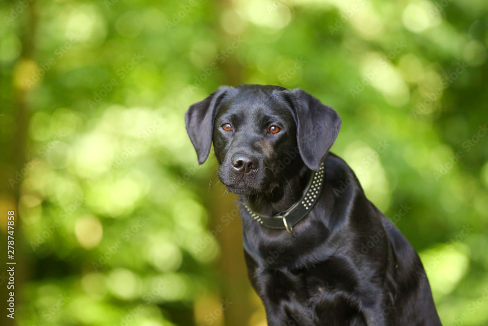 Labrador im Wald Labrador im Wald