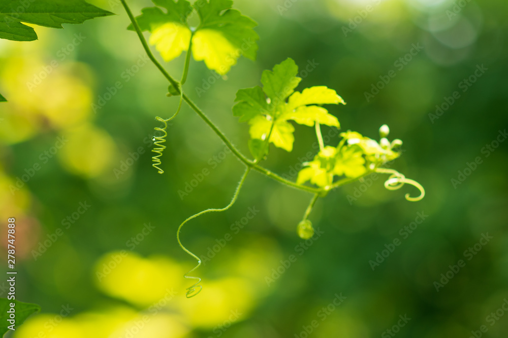 Naklejka premium The curls of a plant . Green summer bokeh background. selective focus