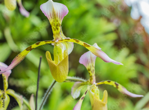Beautiful paphiopedilum orchid