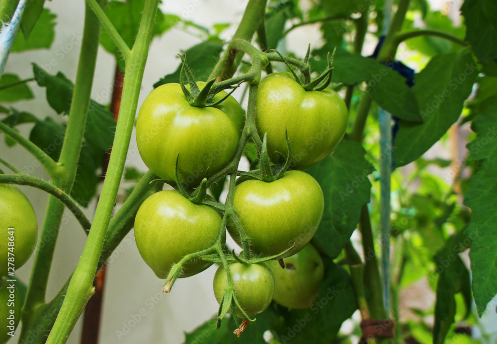 Green tomato grows on the garden close-up. Green tomato grows on the garden close-up.