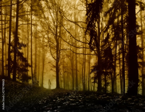 Dark creepy foggy forest