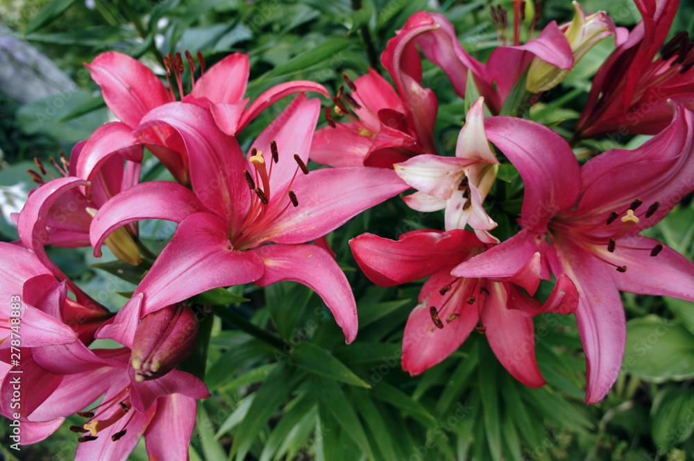 Beautiful red pink flowers grow on a flowerbed close-up. Beautiful red pink flowers grow on a flowerbed close-up.