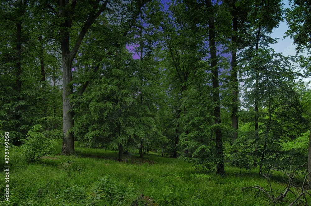 Obraz premium Broad leaf trees forest at spring daylight