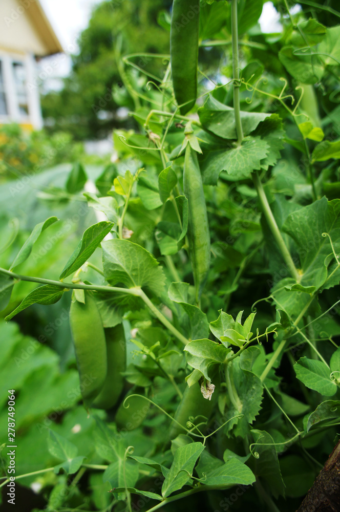 Green pea pod growing on the bushes close-up. Green pea pod growing on the bushes close-up.