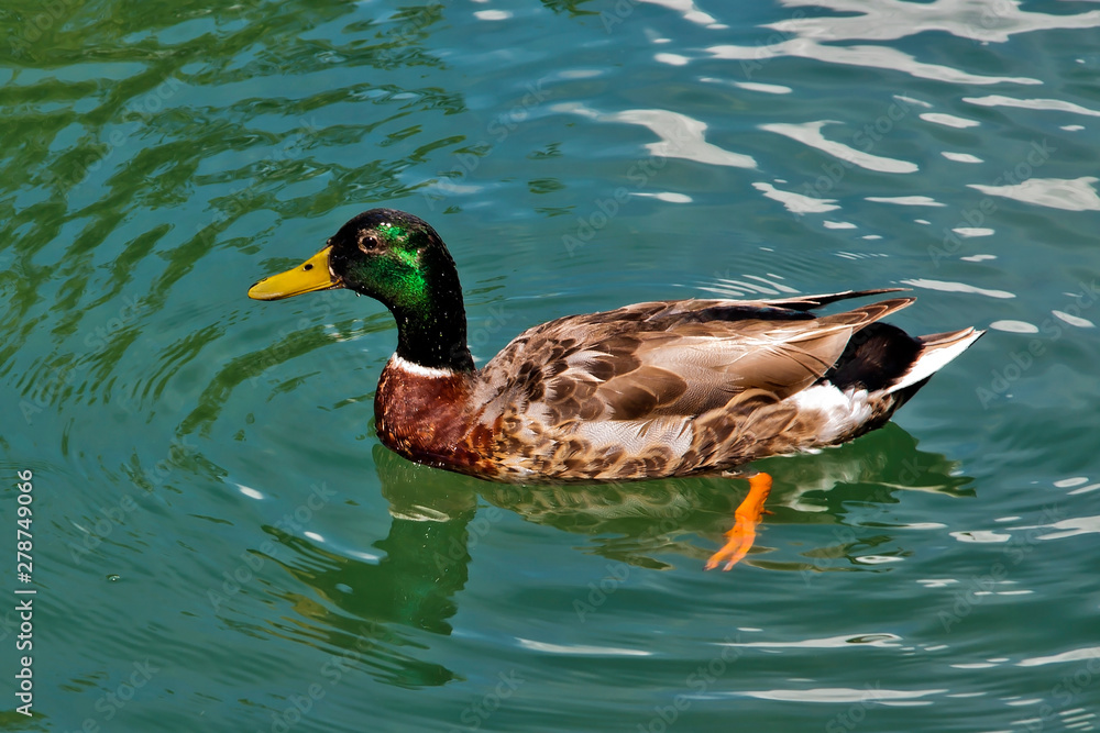 Duck Duck