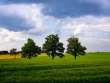 Soltary broad leaf trees among agriculture fields