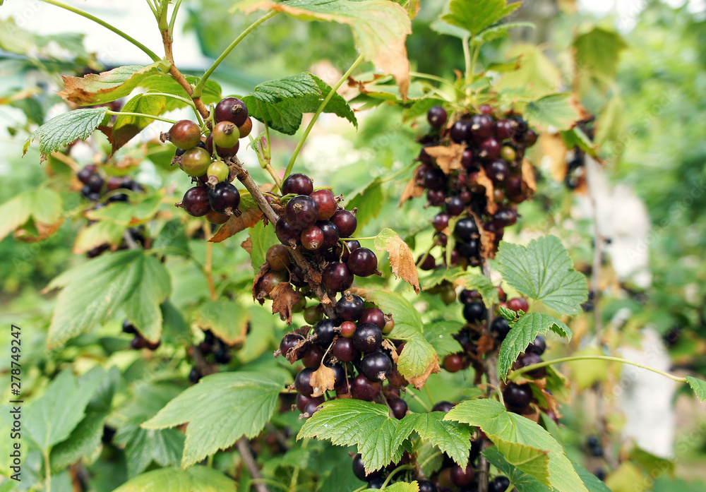 Black currant berries growing on the bushes close-up. Black currant berries growing on the bushes close-up.