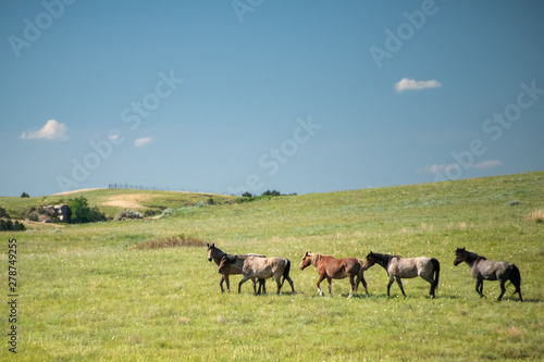 herd of wild horses walking in a row 