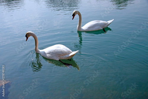 Swans