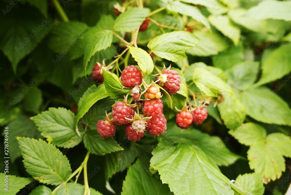 Raspberries growing on bushes close up. Raspberries growing on bushes close up.