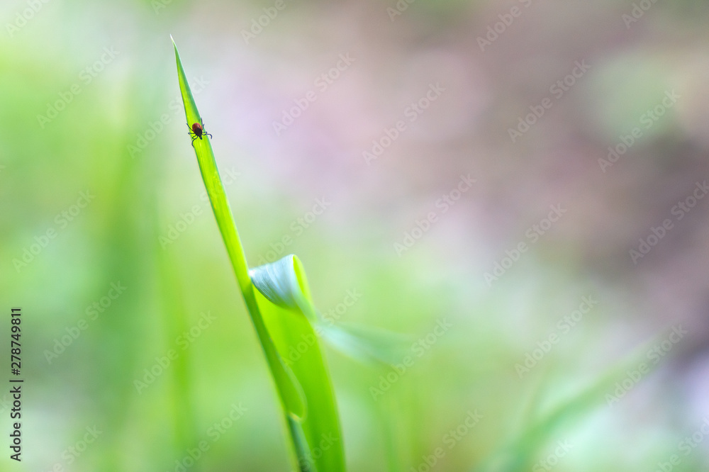 image to crop