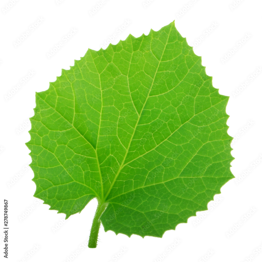 fresh green leaf of melon isolated on white background fresh green leaf of melon isolated on white background