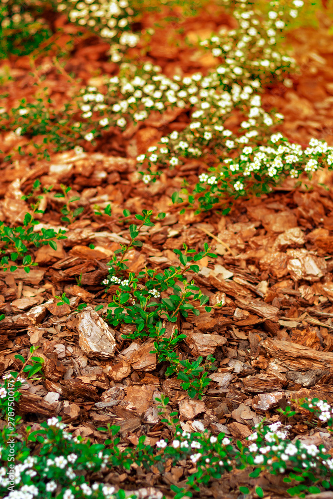 Natural brown Mulching flowerbed in sunset rays for pine mulch. The use of natural materials in the design of land and landscapes. Natural brown Mulching flowerbed in sunset rays for pine mulch. The use of natural materials in the design of land and landscapes.