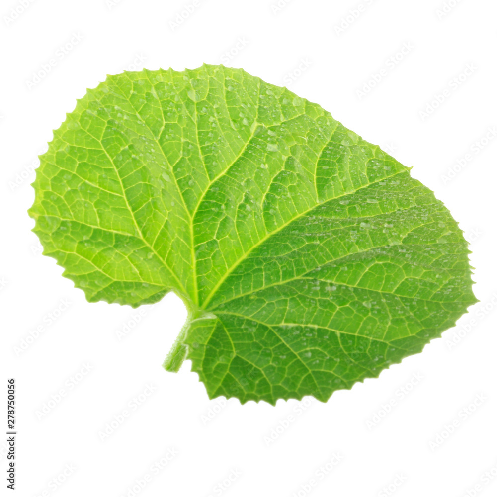 fresh green leaf of melon isolated on white background fresh green leaf of melon isolated on white background