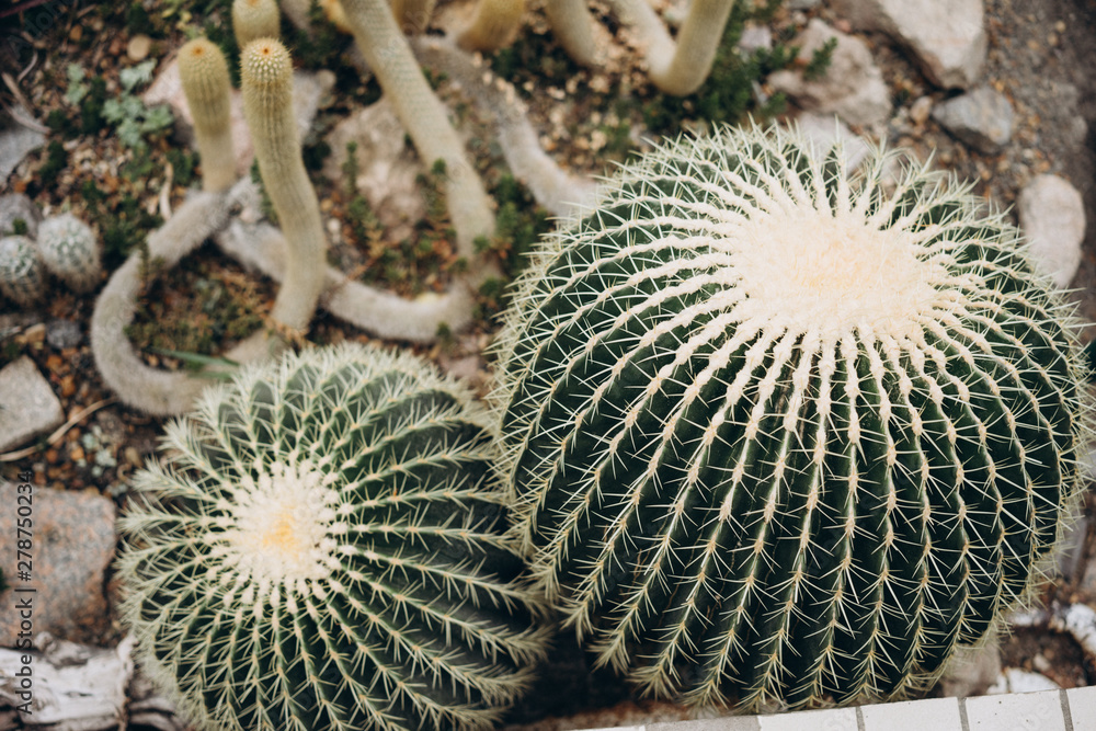 round hedgehog cactus, Echinocactus, lives in the deserts of Mexico and the southwestern United States. selective focus, film and grain round hedgehog cactus, Echinocactus, lives in the deserts of Mexico and the southwestern United States. selective focus, film and grain