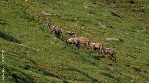 Wallpaper Mural Alpine ibex (Capra ibex) in mountain environment Torontodigital.ca