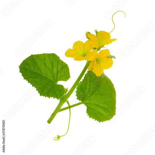 green leaves with flowers and tendrils of honeydew  isolated on white background