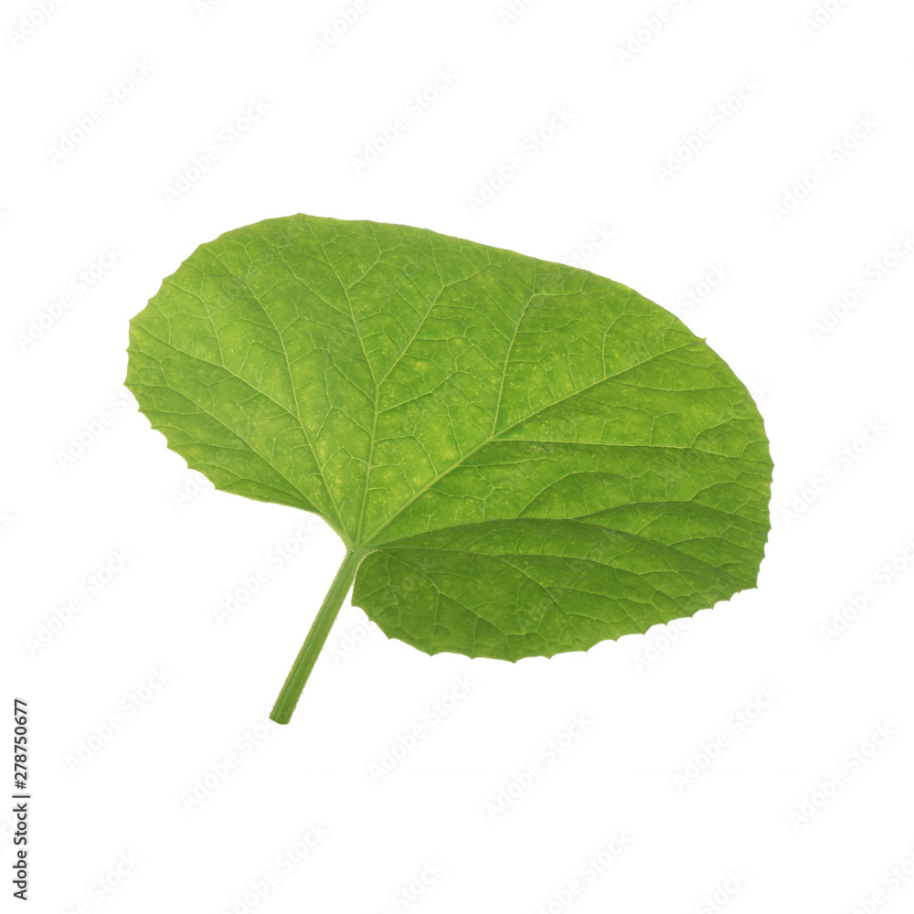 Fototapeta premium fresh green leaf of melon isolated on white background