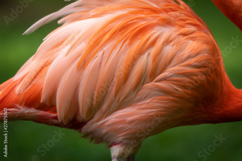Close up and Abstract of Caribbean Flamingo