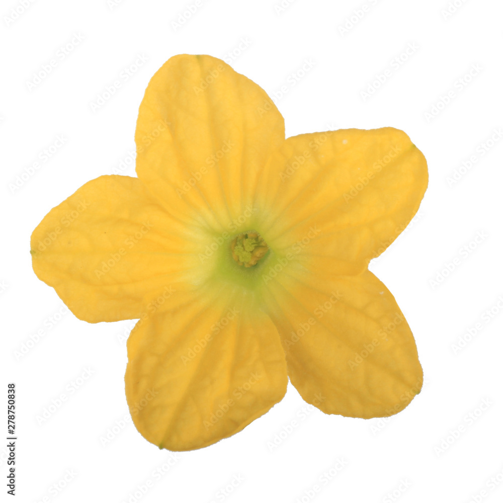 melon bloom isolated on white background melon bloom isolated on white background