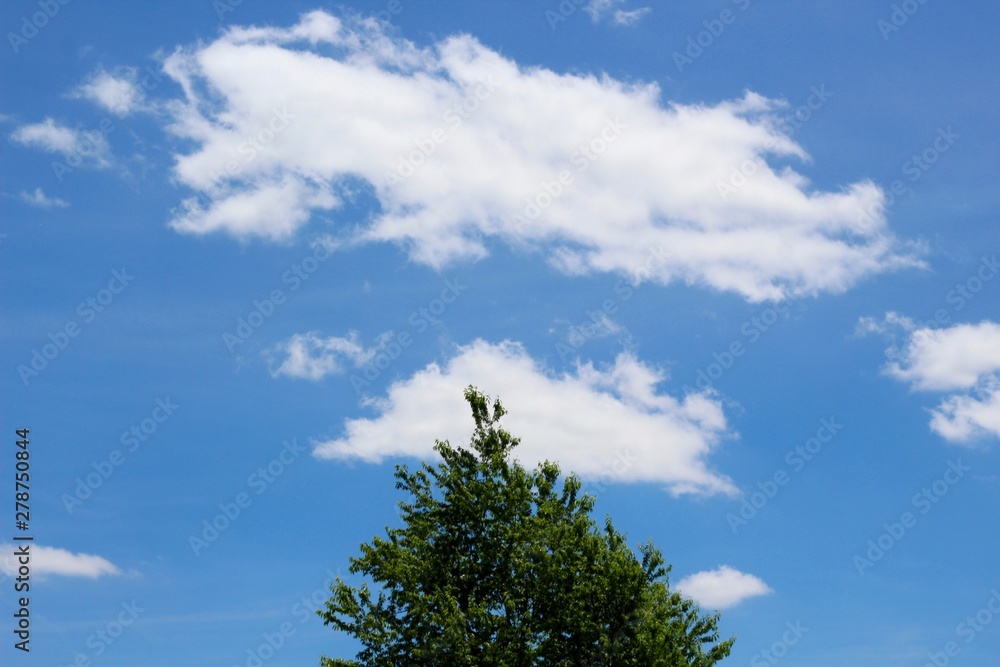 The white clouds in the blue sky over the top of the tree. The white clouds in the blue sky over the top of the tree.