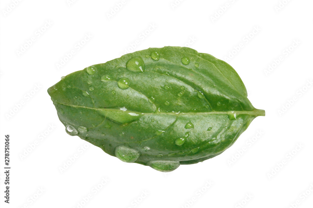 Fresh Basil Fresh Basil