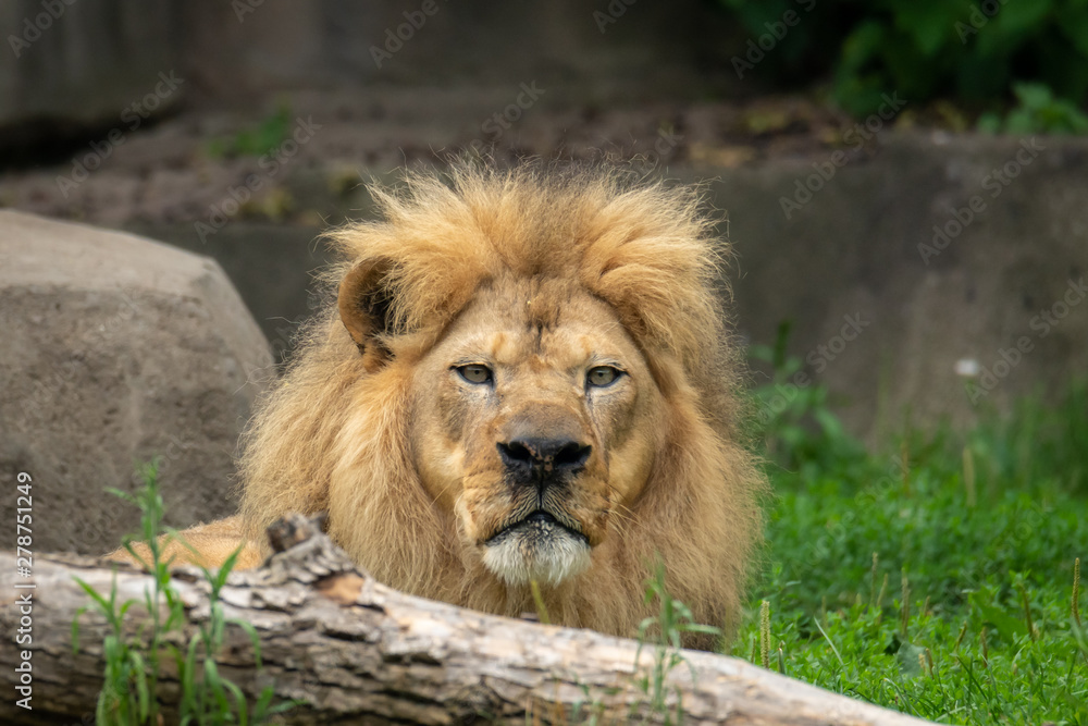 Naklejka premium Close up of Male Lion Face Stating at Camera