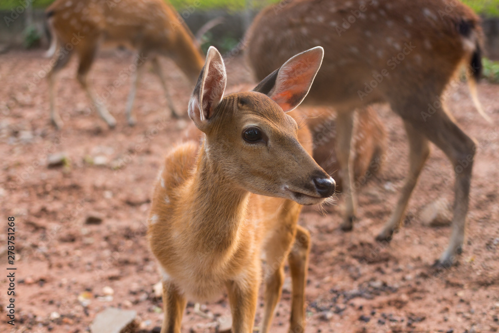 Whitetail Fawn