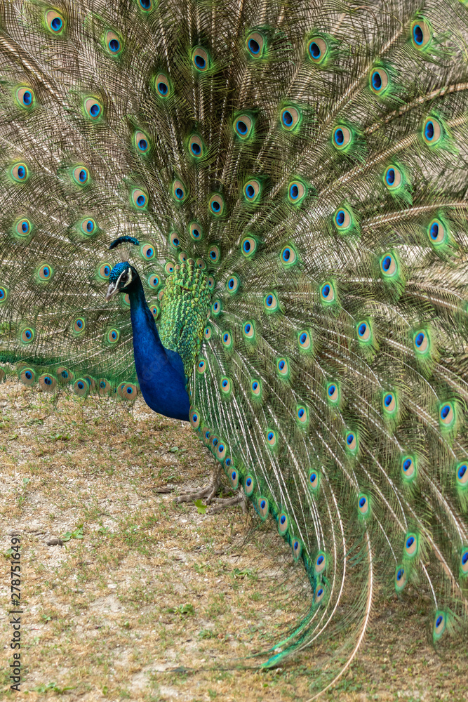 Obraz premium Male Peacock with Tail Feathers Open Wide