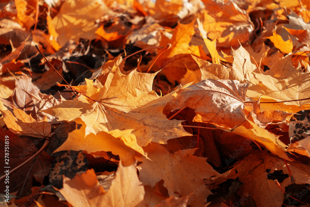 many orange autumn leaves on the ground. many orange autumn leaves on the ground.