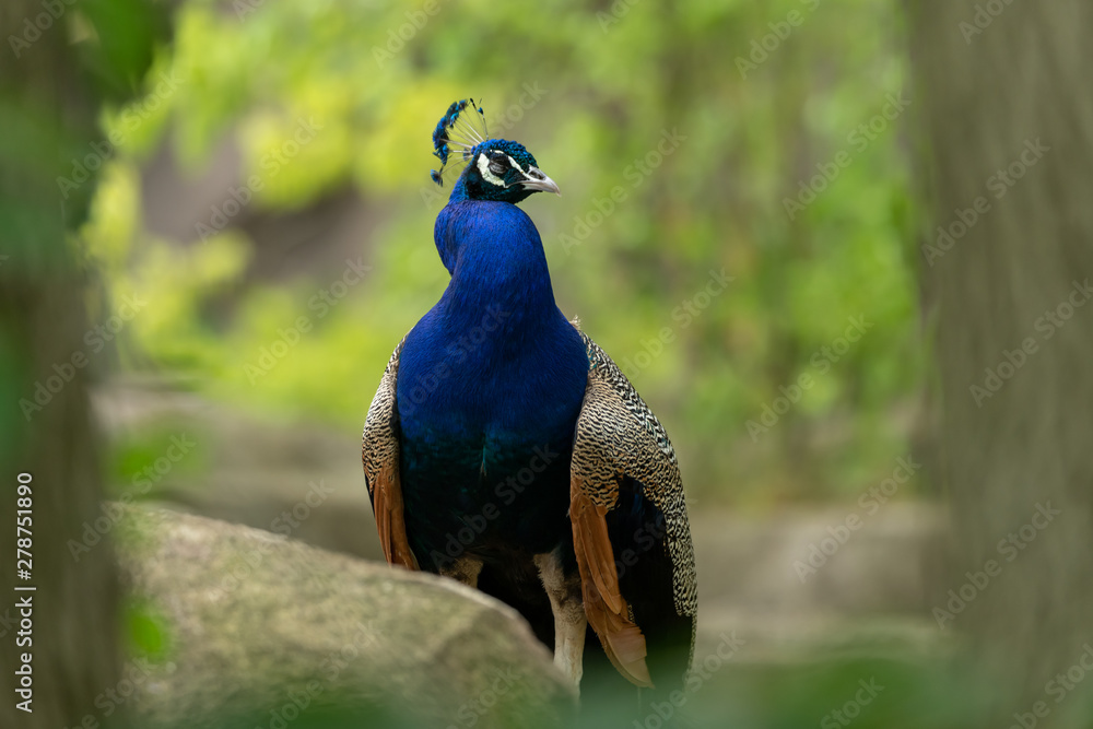 Obraz premium Male Peacock sitting on a rock with tail feathers closed