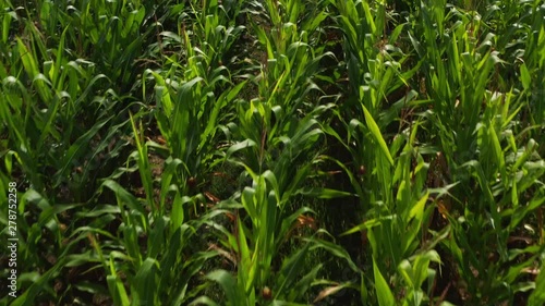 Drone Aerial Bird View Flying Low Over Cornfield 4K