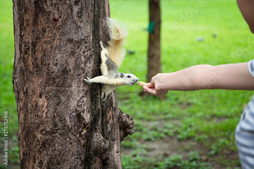 Photography Squirrel eating nut out of child girl hand,squirrel hungry on tree trunk in natu